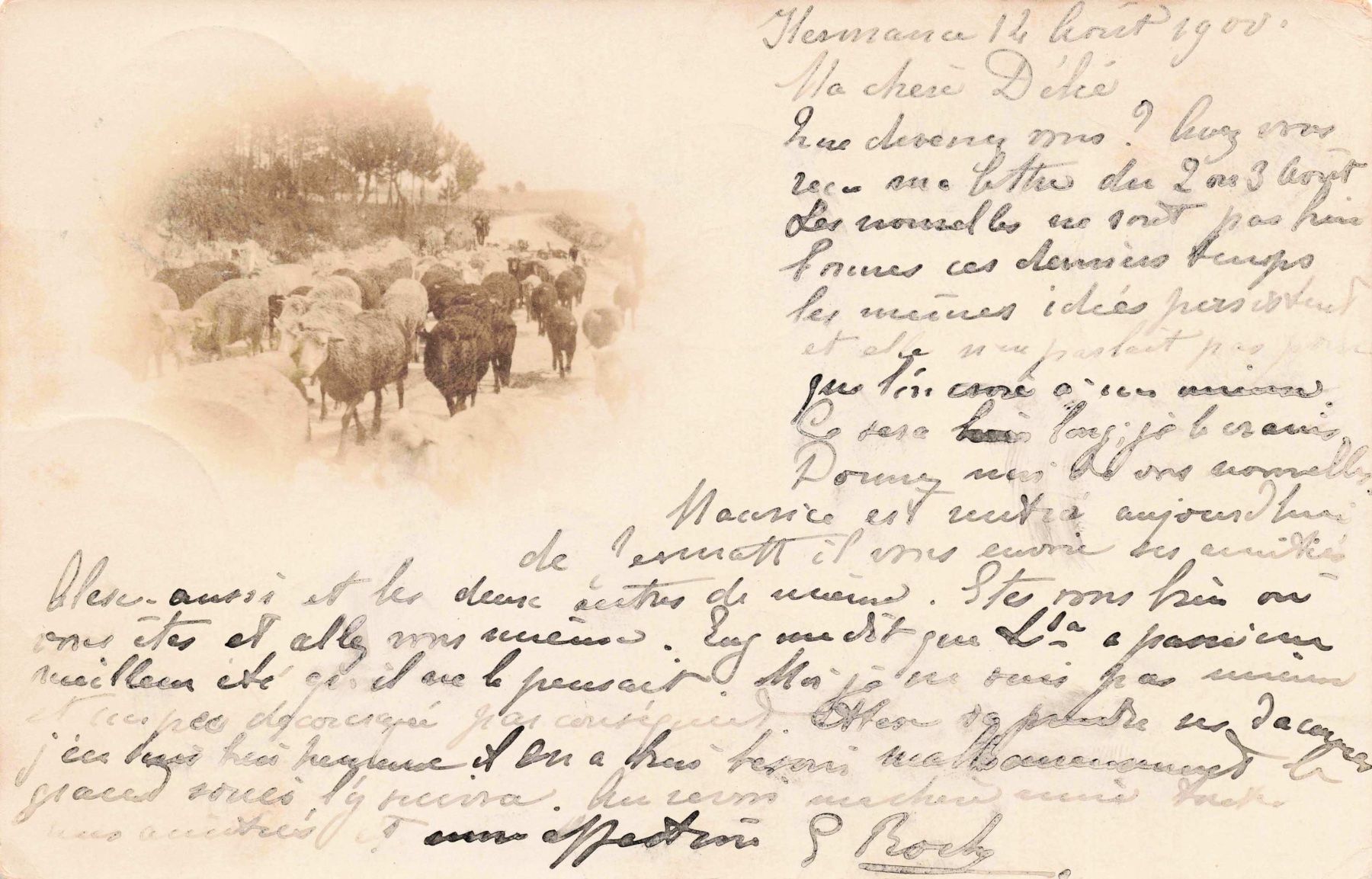 Cartoline postali: Hermance Schafe 1900 – Usato da Biasca venduto da Blenio71