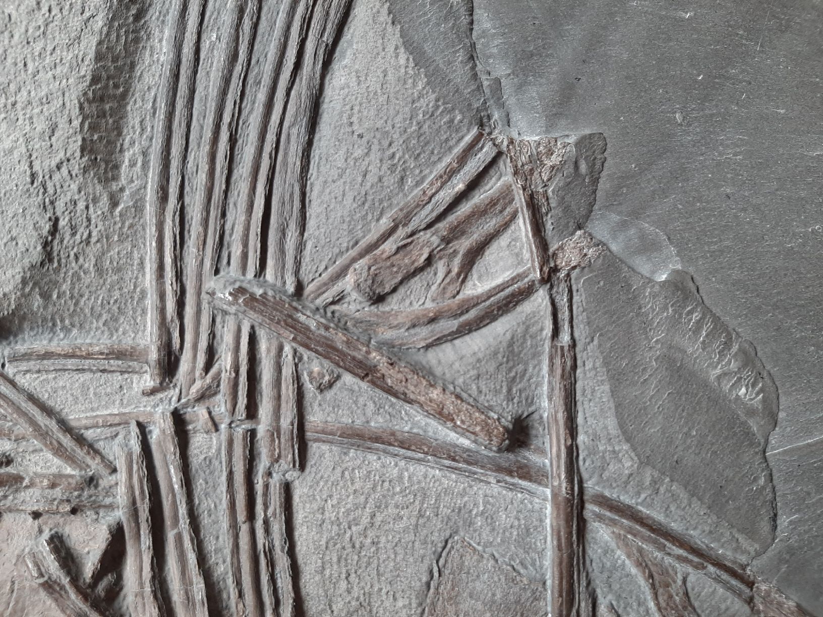 Fossili: Ichthyosaurier Wirbelsäulenstück und Rippen – Usato da Rickenbach BL venduto da Oktober68 6