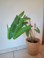 Alocasia Zebrina baby plant 🌱
