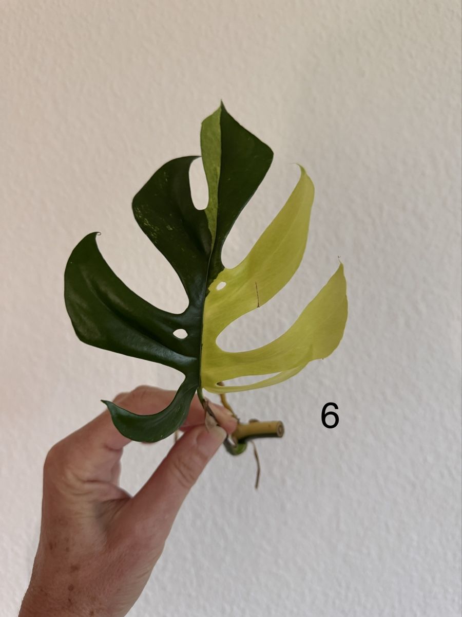 Piante & sementi: Monstera Minima variegata – Usato da Luzern venduto da Pegasus003 5