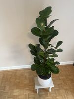 Buschige Geigenfeige / Ficus lyrata – mehrstämmig – ca 120cm