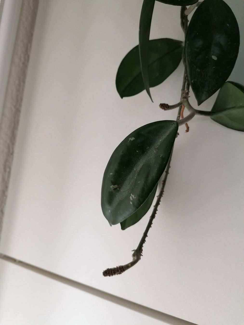 Plantes & graines: Plante Hoya Carnosa +58 cm – Neuf (Voir description) à Le Mont-Pèlerin par dundun1 2
