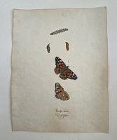 Schmetterling Buch lose Orig. Aquarell/Gouache 19.h 32x24cm