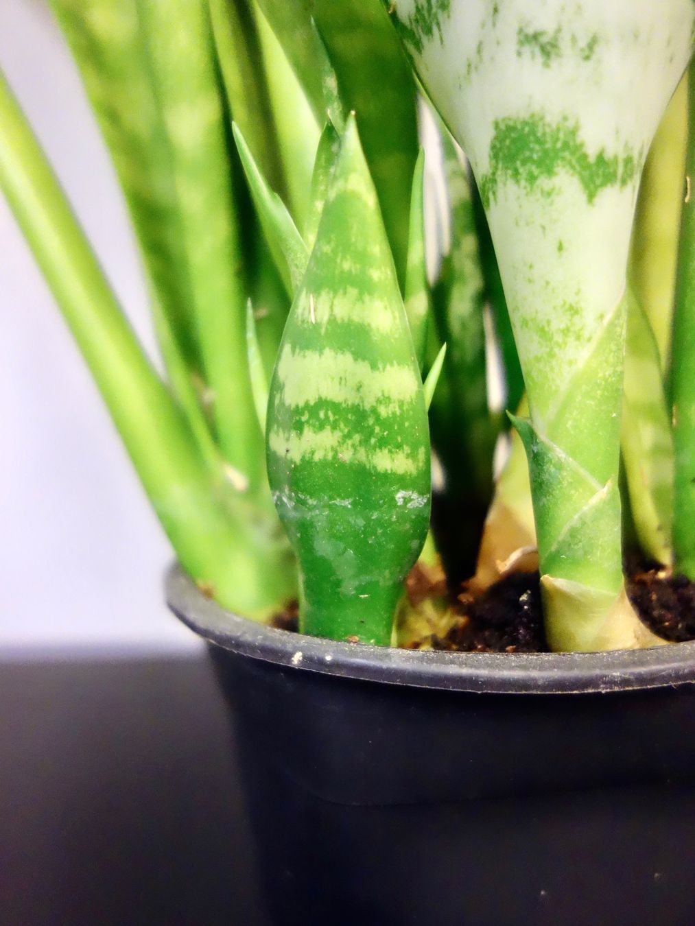 Piante & sementi: Bogenhanf Sansevieria Trifasciata – Nuovo (secondo la descrizione) da Kerzers venduto da zimmergruener 5