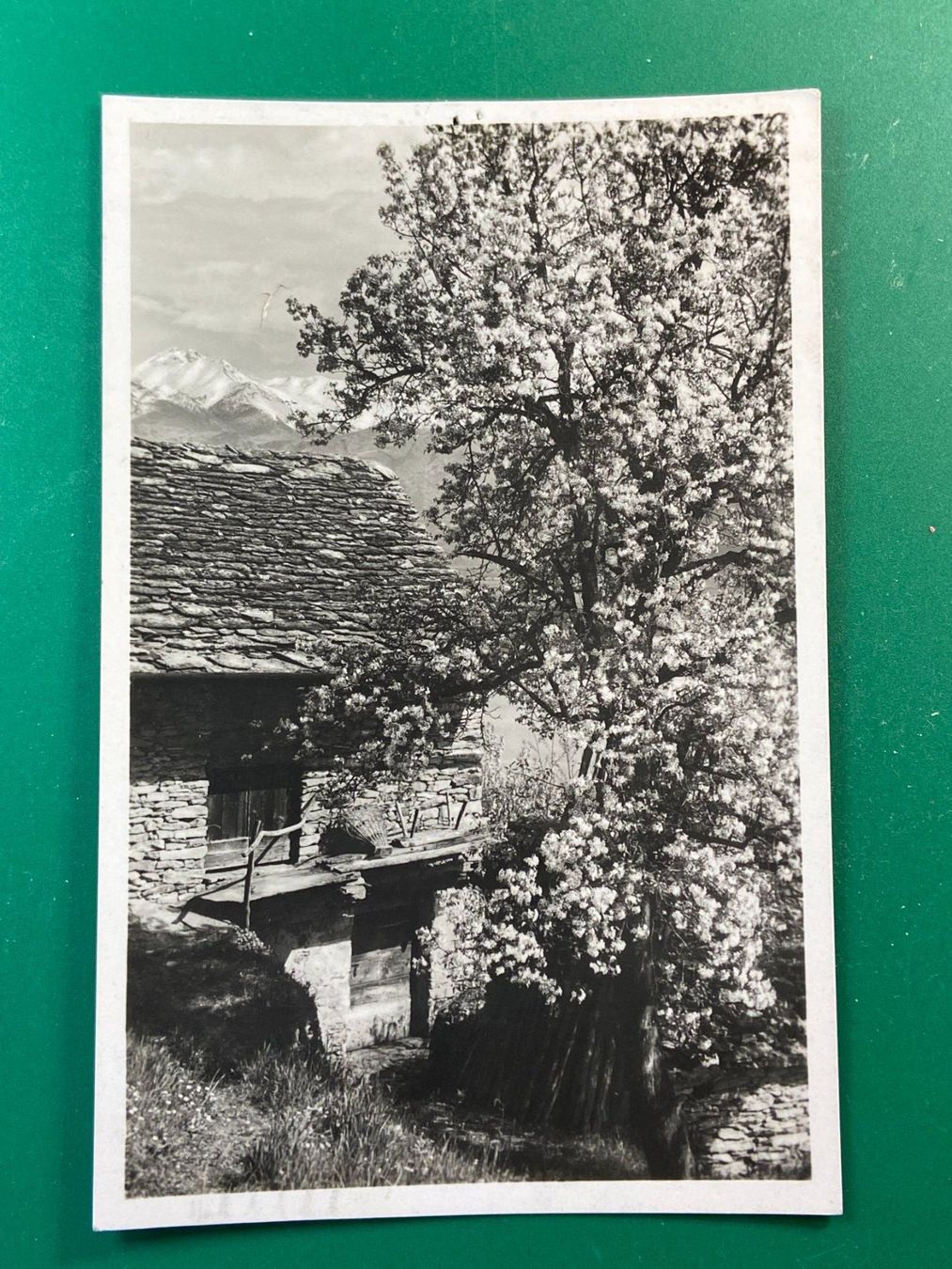 Cartes postales: Tessin - Natur - Frühling – D'occasion à Steg VS par danwer74