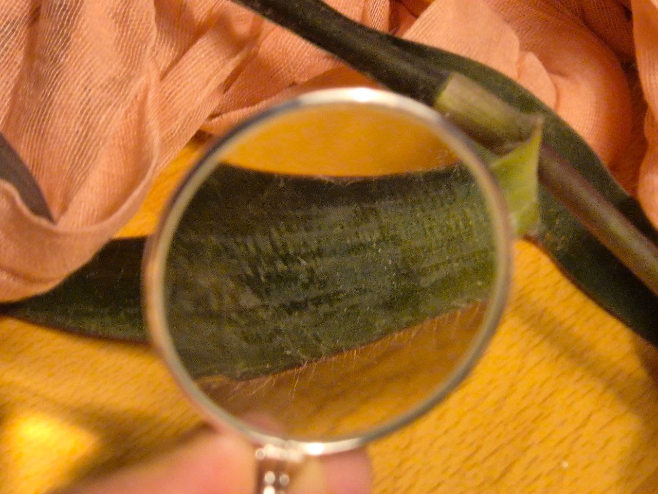 Catenine: Vintage Silber Lupe mit langer Halskette – Nuovo (secondo la descrizione) da Bern venduto da ley_qrn7 1