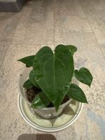 Anthurium Luxurians Hybrid