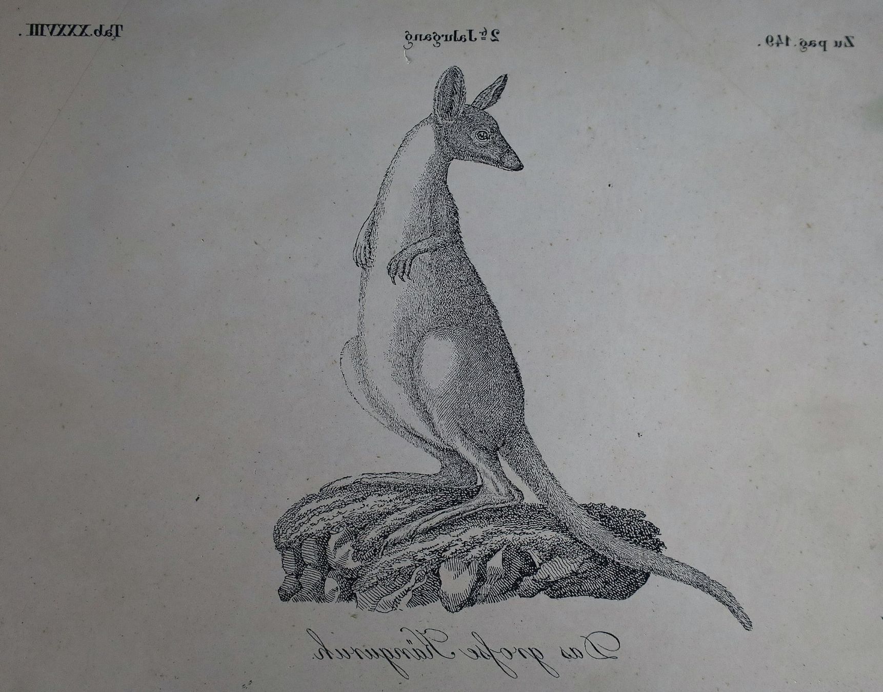 Grafica & Litografie: Lithostein, Lithographie "Das grosse Känguruh" – Usato da Birrwil venduto da brandschatz_birrwil 5