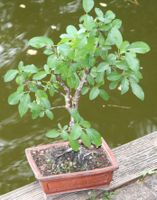 BONSAI  -  echter Kreuzdorn