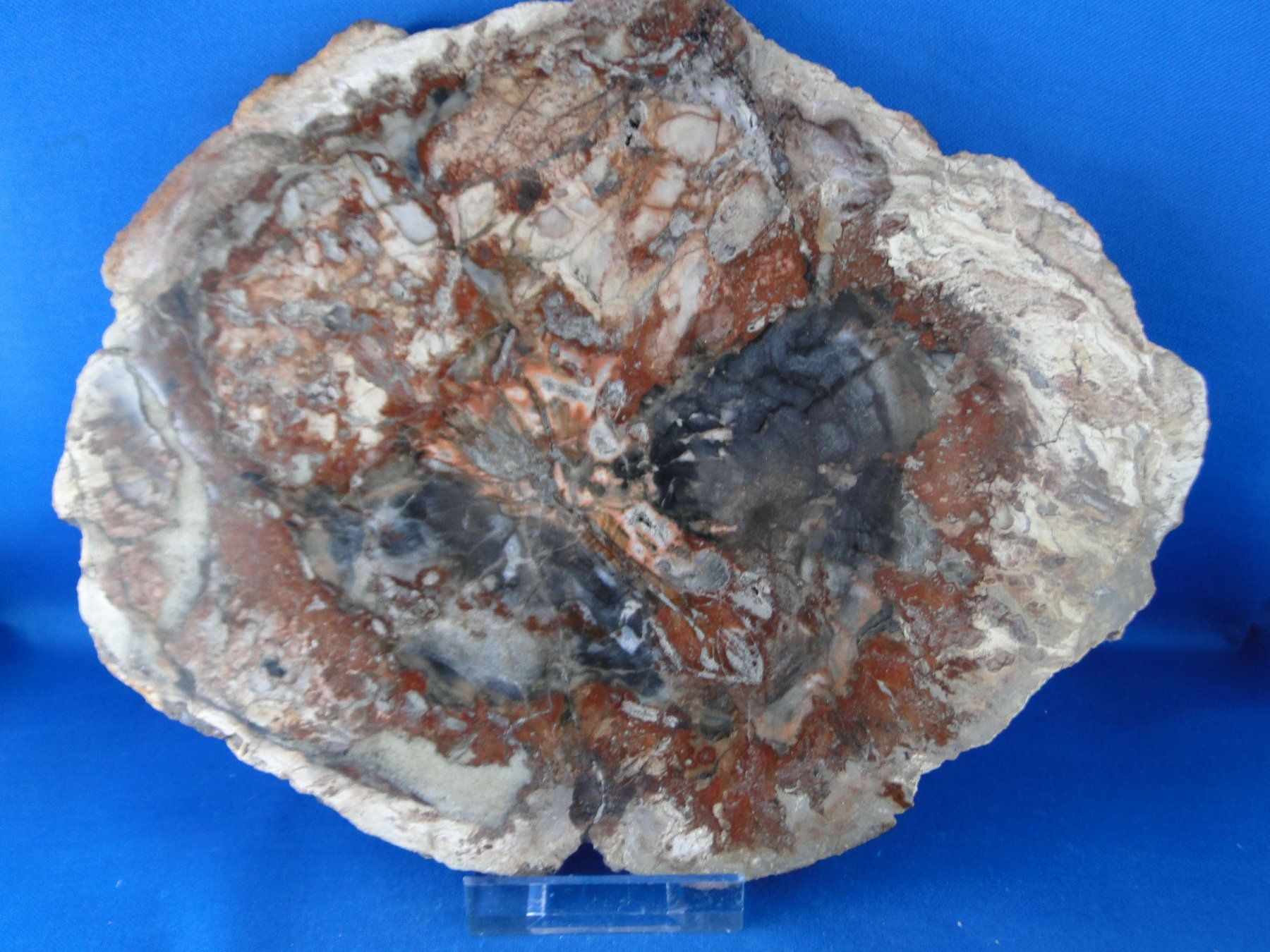 Fossili: Versteinertes Holz – Usato da Schinznach Bad venduto da Demerald