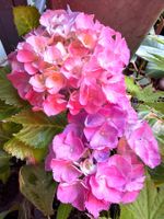 Hortensie (Hydrangea) | Garten- Kübelpflanzen | winterhart
