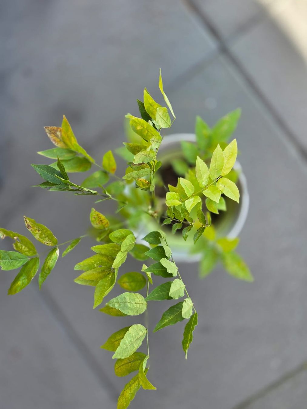 Piante & sementi: Wysteria Setzling ca. 20-30cm DÜFTEND! – Nuovo (secondo la descrizione) da Subingen venduto da DENDLE20 3