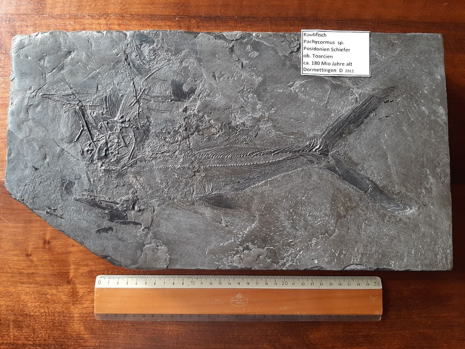 Fossili: Fossiler Raubfisch aus Deutschland – Usato da Rickenbach BL venduto da Oktober68