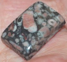 Cabochon L-880 – Crinoid Fossil – 25x17mm