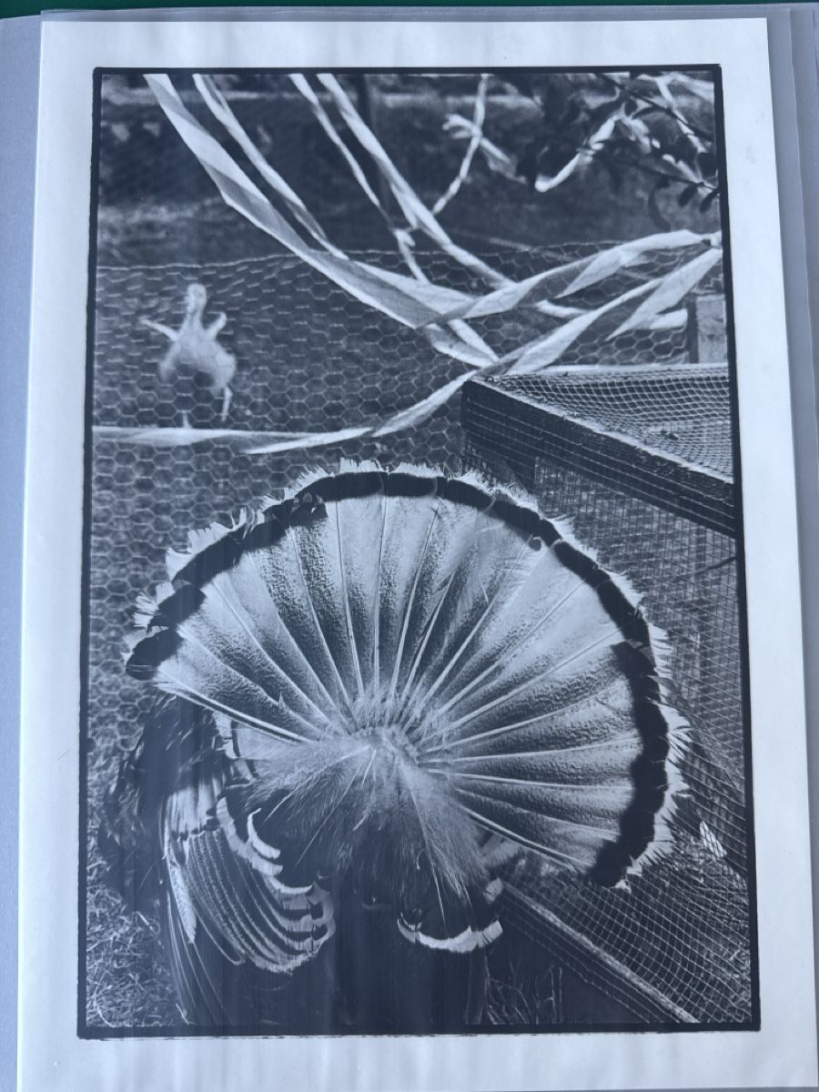 Foto & Immagini: Fotografie, Monique Jacot – Nuovo (secondo la descrizione) da Luzern venduto da Swifft