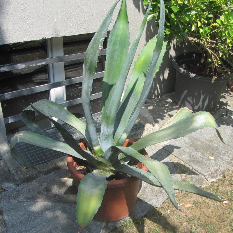 Piante & sementi: Agave 110 cm hoch – Usato da Kreuzlingen venduto da heinrich7h 4