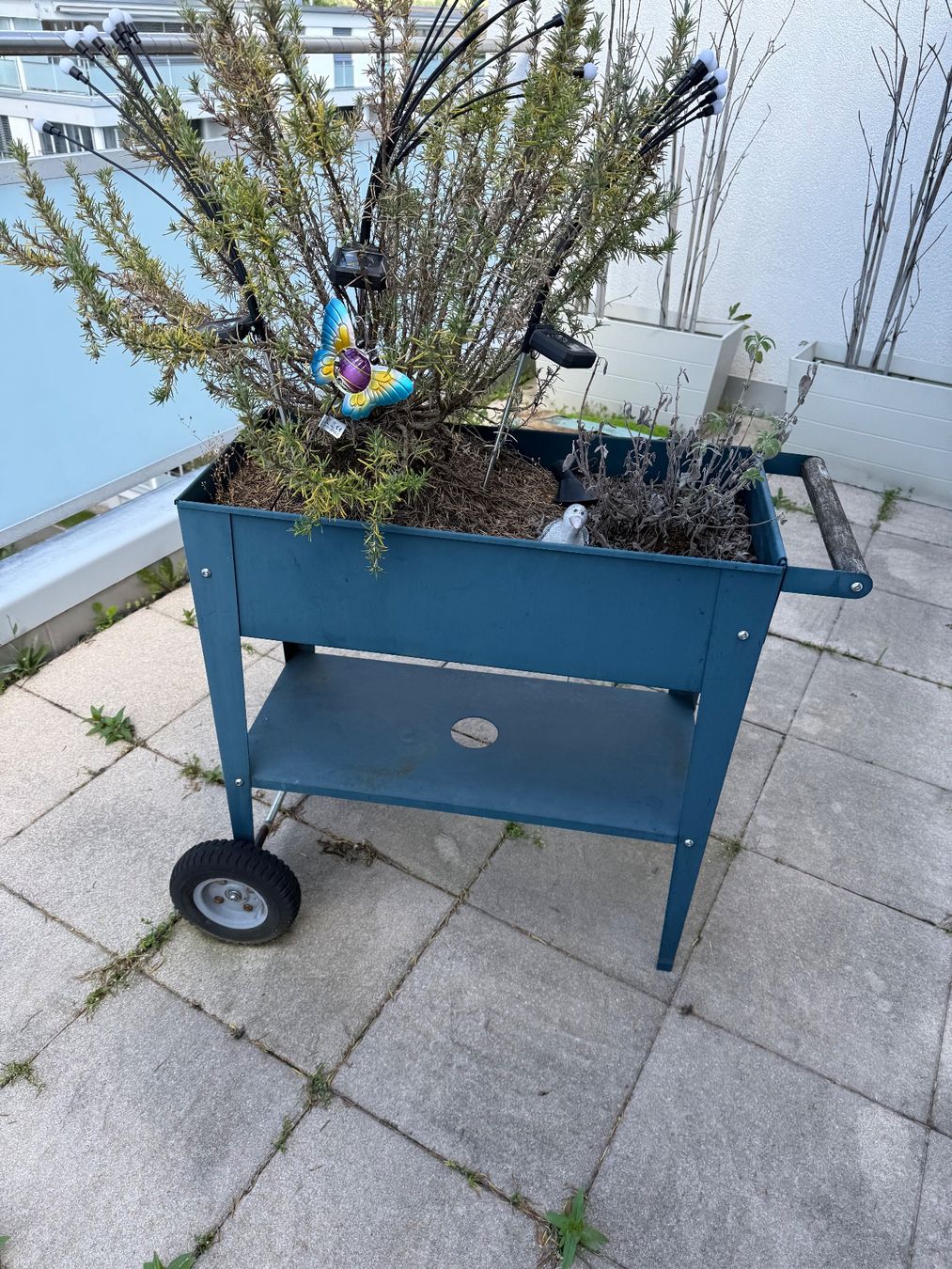 Blumentöpfe: Töpfe – Gebraucht aus Glattpark(Opfikon) von dav_prl7