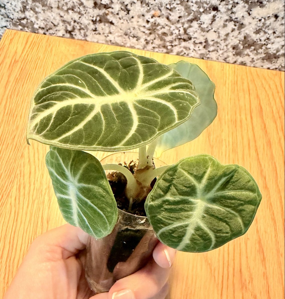 Pflanzen & Samen: Alocasia 3 Stück – Neu (gemäss Beschreibung) aus Kaiseraugst von dka_b97z 2