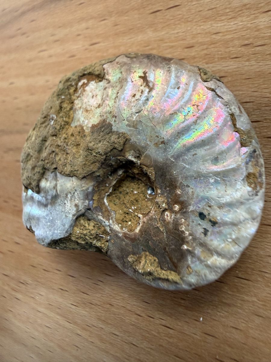 Fossilien: Ammonit mit Perlmuttschale – Gebraucht aus Grenchen von Bastet007 2