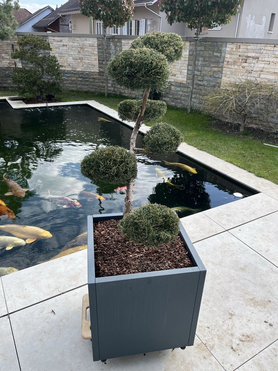 Pflanzen & Samen: Bonsai/ Pflanze/Terrasse/Niwaki – Neu (gemäss Beschreibung) aus Bertschikon Gossau von BAUSTOFFHANDELbucher 1