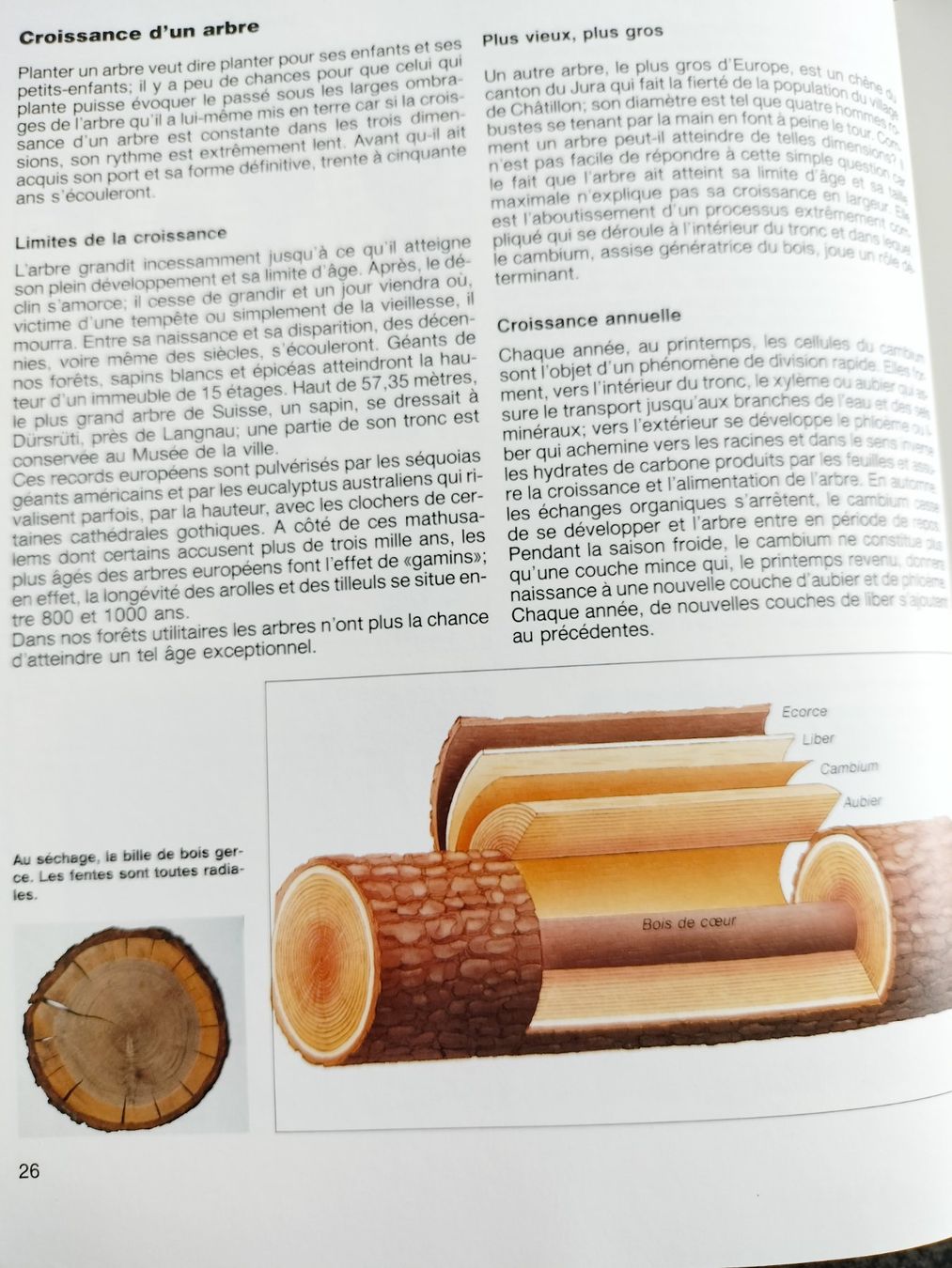 Libri: LA FORÊT Découvrez la forêt avec Silva – Usato da Cortaillod venduto da rozinna 4