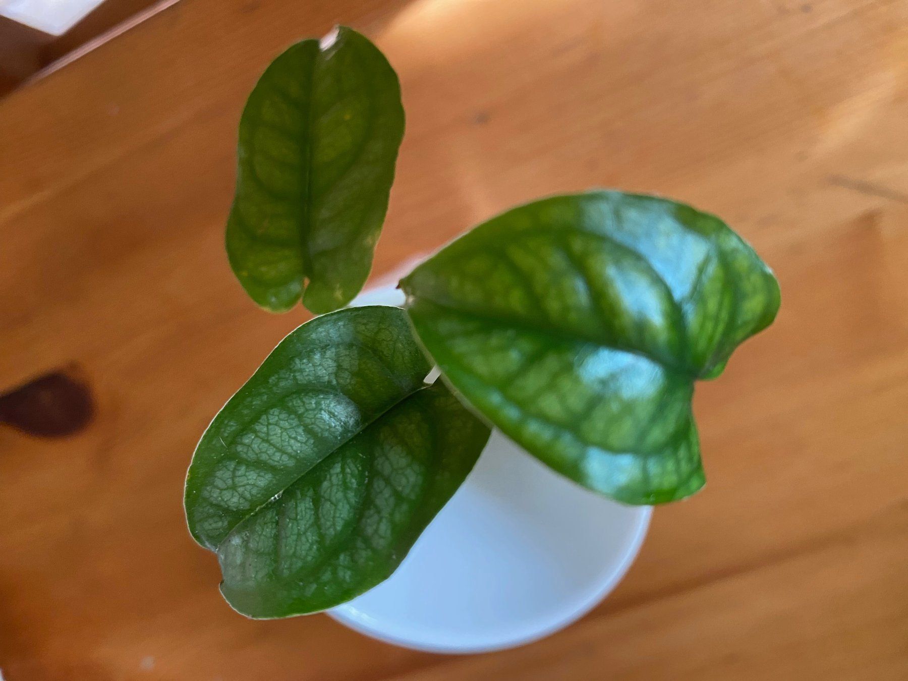 Piante & sementi: Monstera Siltepecana, bewurzelter Steckling – Usato da Winterthur venduto da Aniger 3