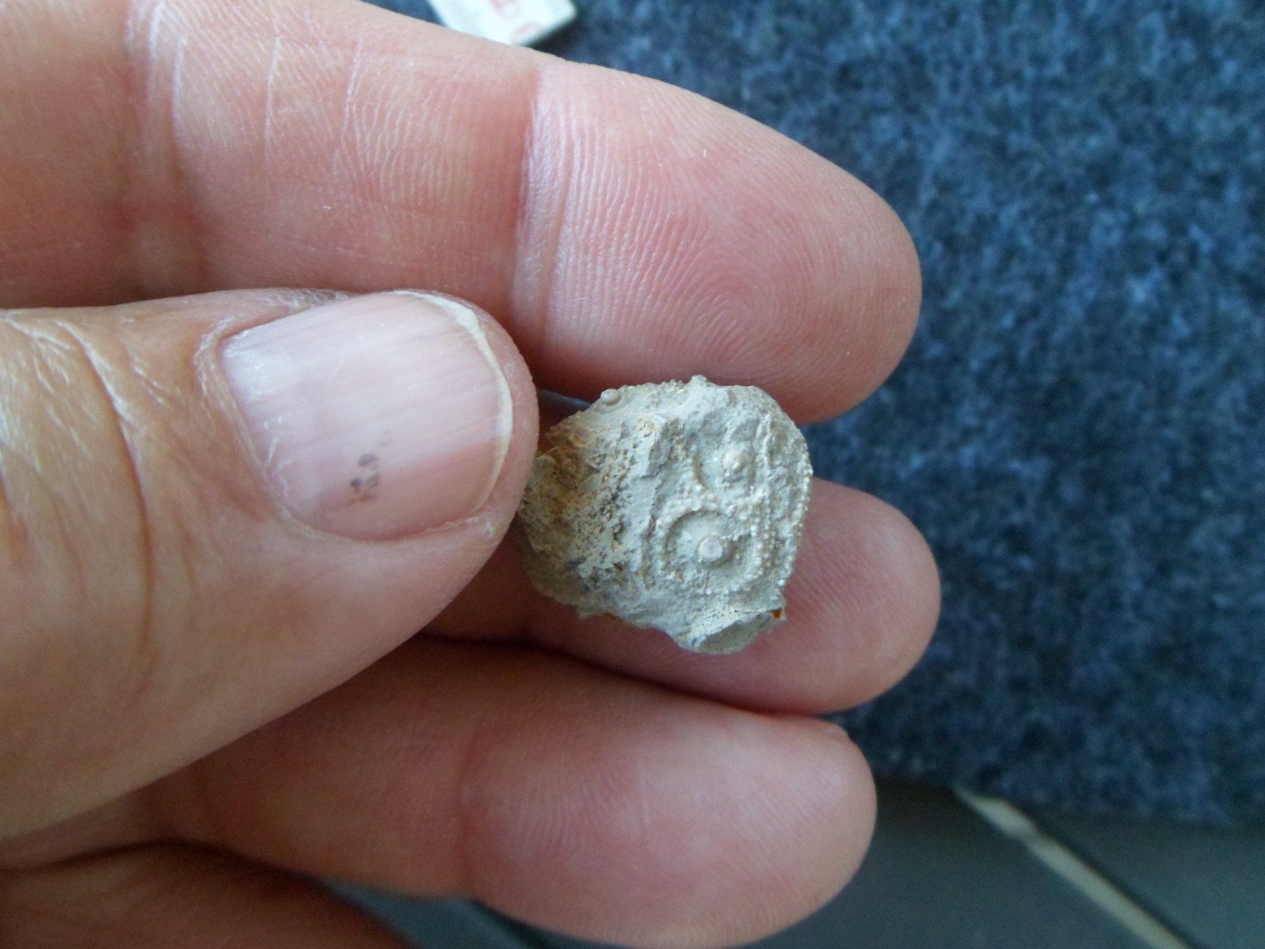 Fossiles: Fossil Seeigel Schweiz – D'occasion à Affoltern am Albis par Fossil60 5