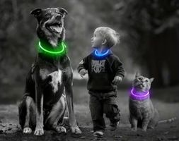 Hundehalsband LED / Sicherheit und Sichtbarkeit im Dunkeln!