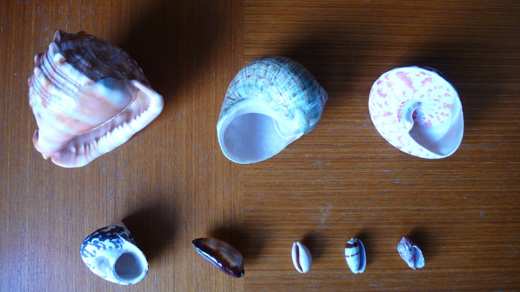 Tutte le decorazioni: 8 hübsche Südsee-Muscheln – Nuovo (secondo la descrizione) da Birmenstorf AG venduto da tritonius 3