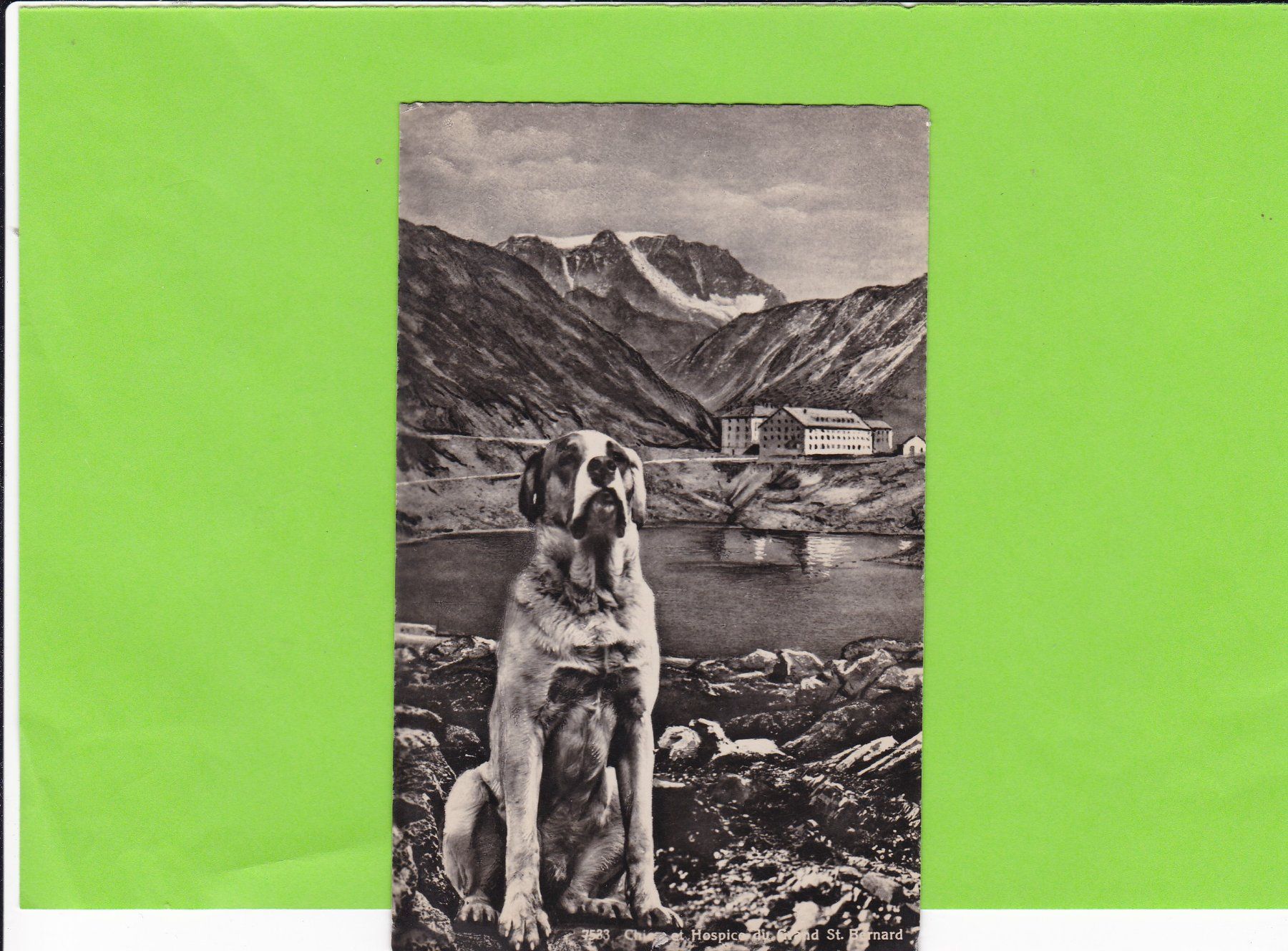 Cartoline postali: Chien et Hospice Gr. St. Bernard – Usato da St. Peterzell venduto da neckertal