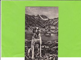 Chien et Hospice Gr. St. Bernard