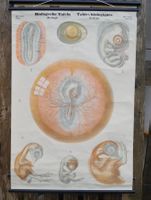 Schulwandbild Biologie / Zoologie – Vögel (Oiseaux)