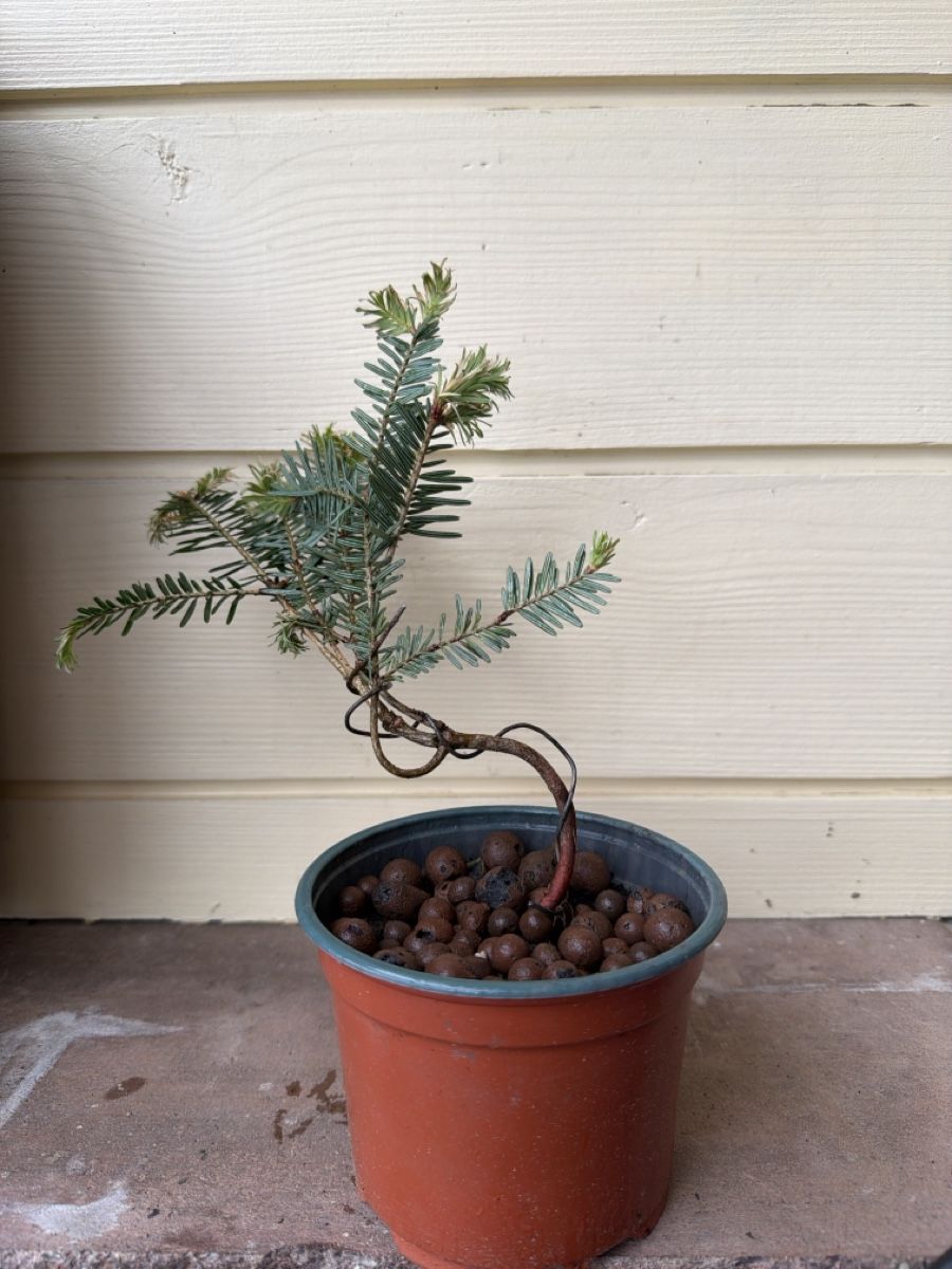 Piante & sementi: Bonsai di abete – Nuovo (secondo la descrizione) da Biembach venduto da flo_lt9t