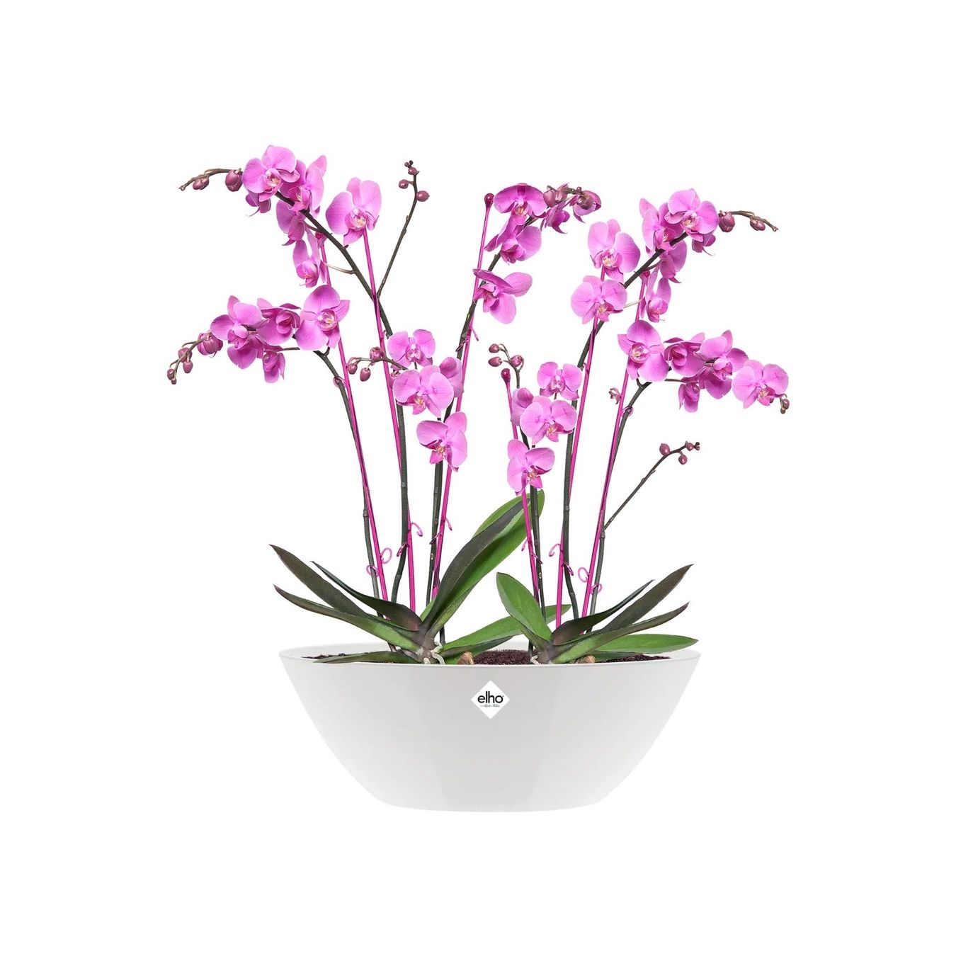 Vasi per fiori: Flower Pots - Elho Different Sizes and Colors – Nuovo (secondo la descrizione) da Elsau venduto da MANWITHVAN 7