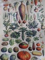 Poster de légumes 