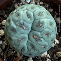 Tephrocactus Geometricus - einzigartige Kakteen-Schönheit