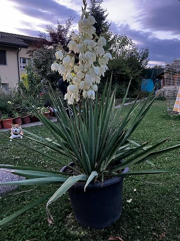 Piante & sementi: Yucca / Palmlilie – Usato da Safenwil venduto da Xxsnoopyxx