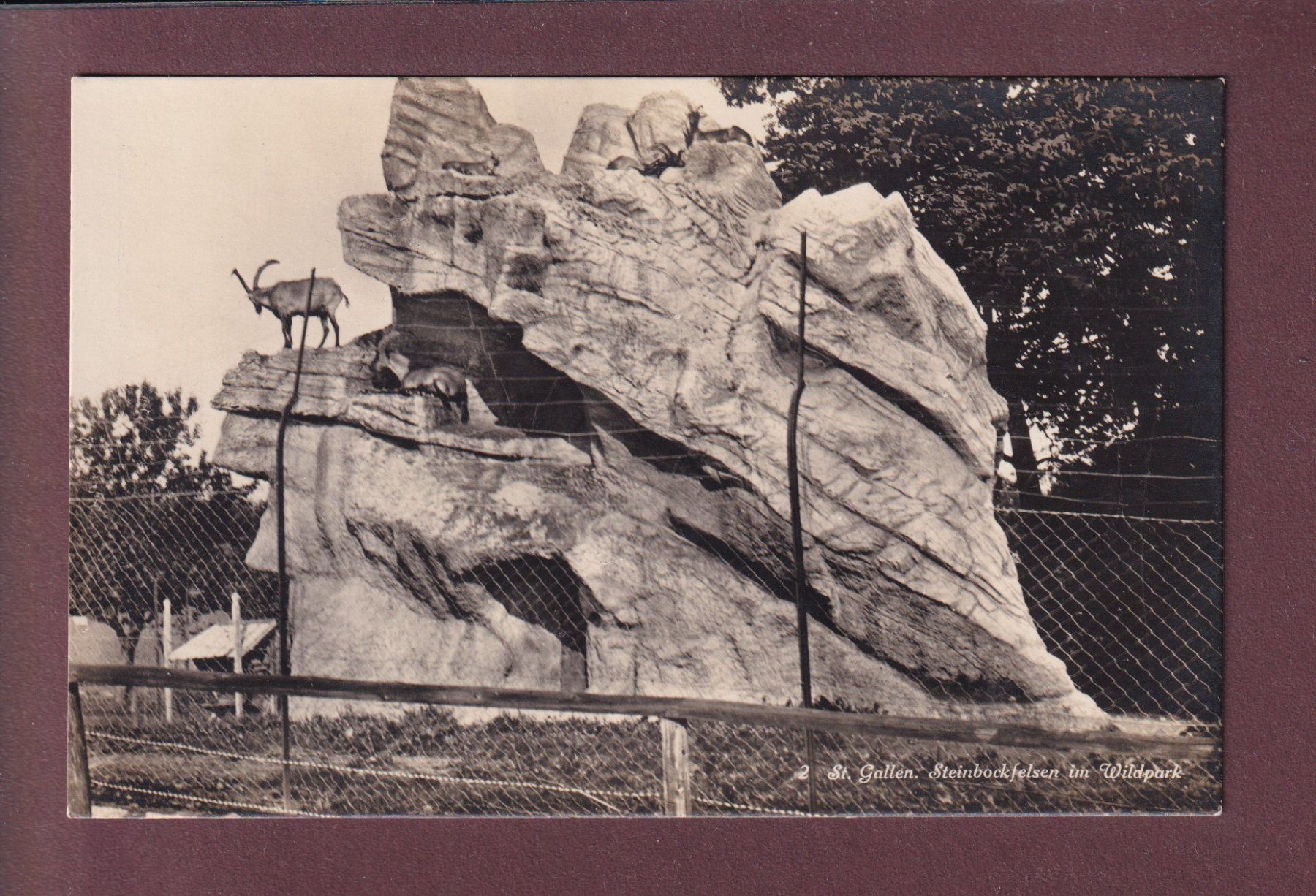 Cartoline postali: ST. GALLEN - Wildpark - Steinbockfelsen – Usato da Pully venduto da nicecards