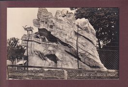 ST. GALLEN - Wildpark - Steinbockfelsen