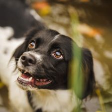 Profile image of Gazoon