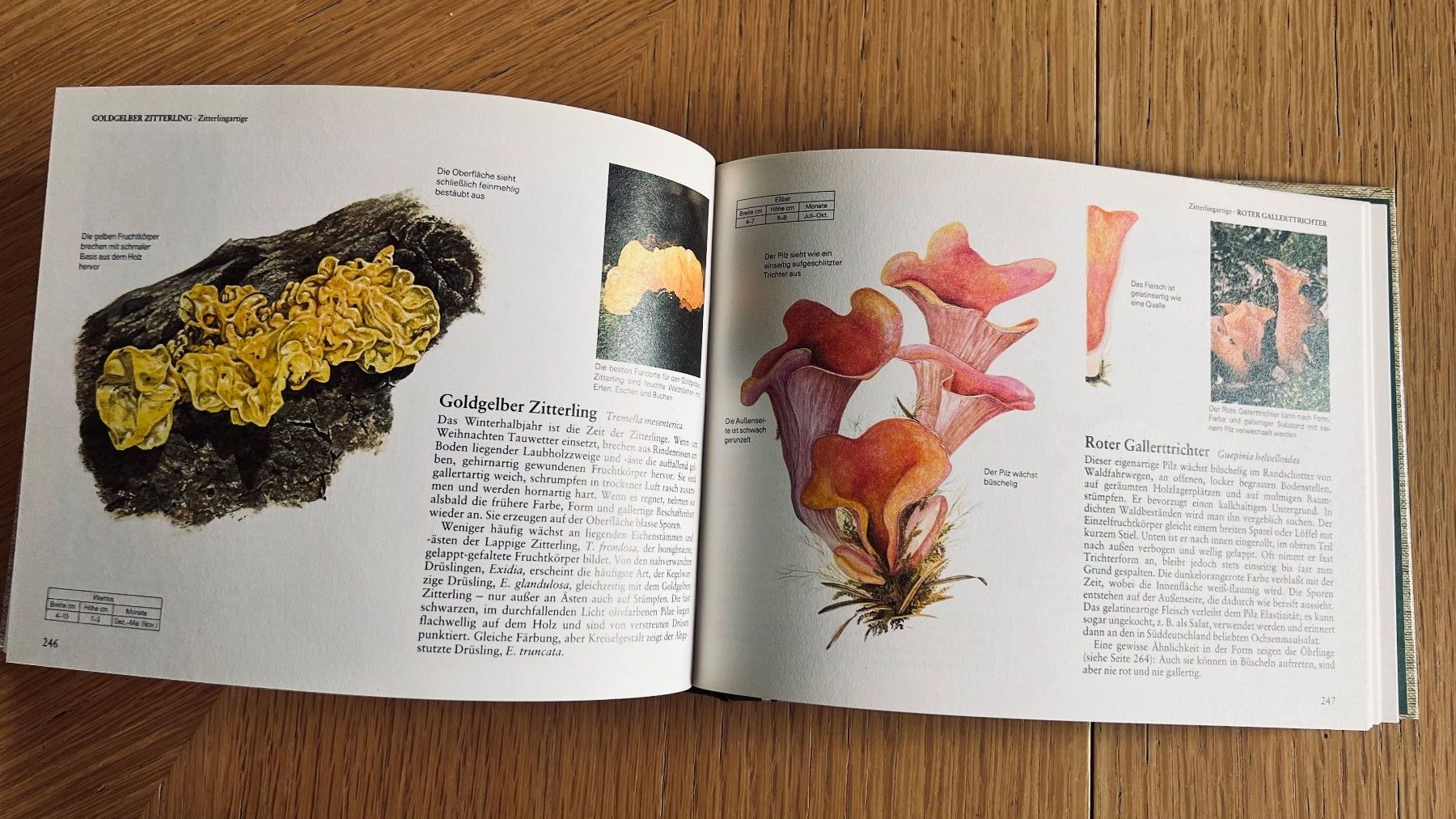 Libri: Pilze Mitteleuropas - Wegweiser Natur,1982 – Usato da Schübelbach venduto da Bemafaja 7