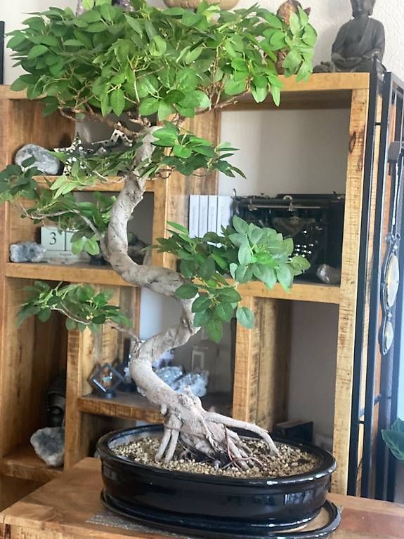 Piante & sementi: Imposanter Ficus - einzigartiger Blickfang  – Usato da Aarau Rohr venduto da Sergiomendez 2