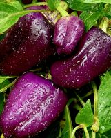 10 Samen sehr seltener Süßpaprika „Violett“