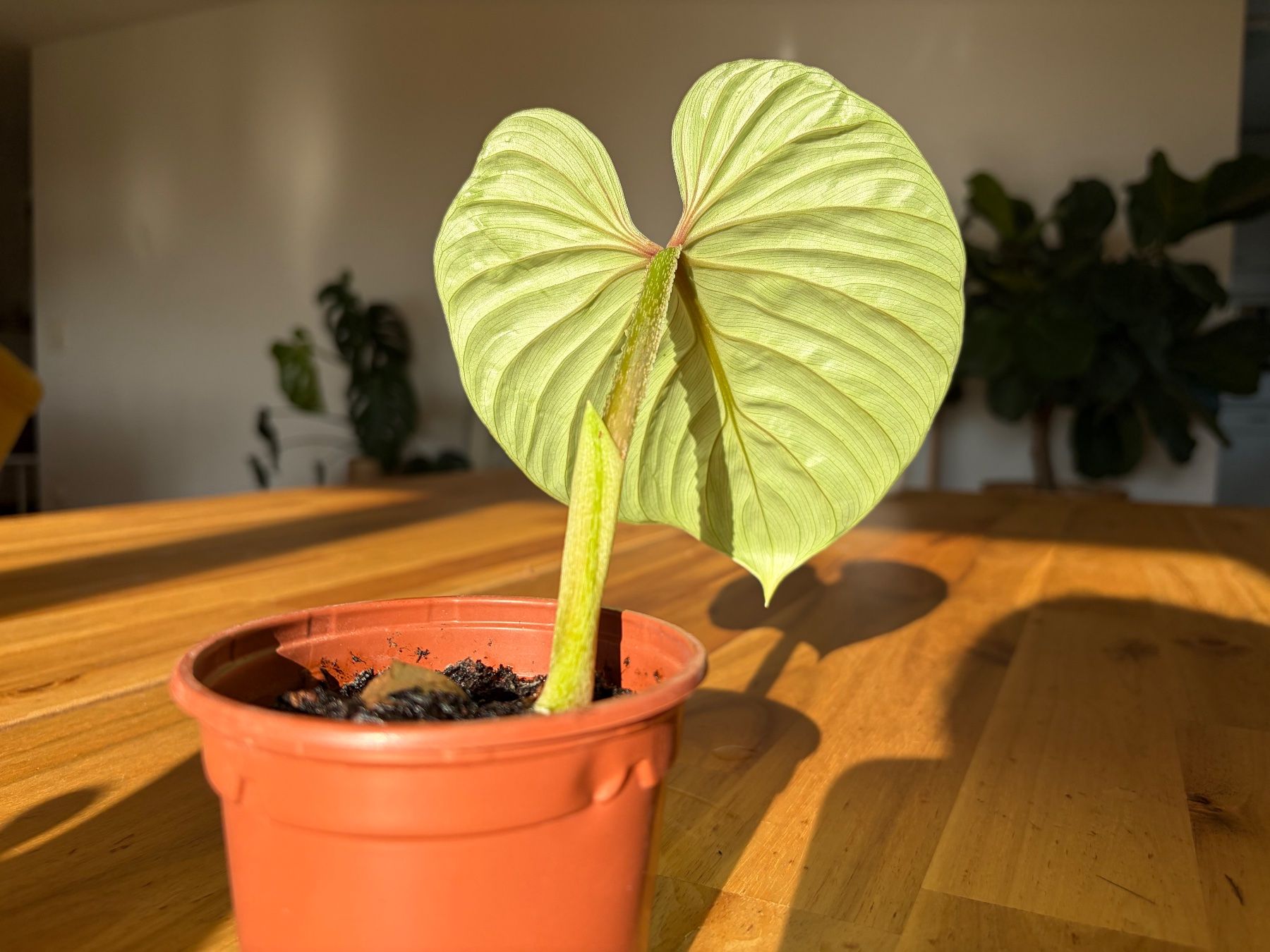 Pflanzen & Samen: Philodendron Plowmanii – Gebraucht aus Baar von annasorbian 4