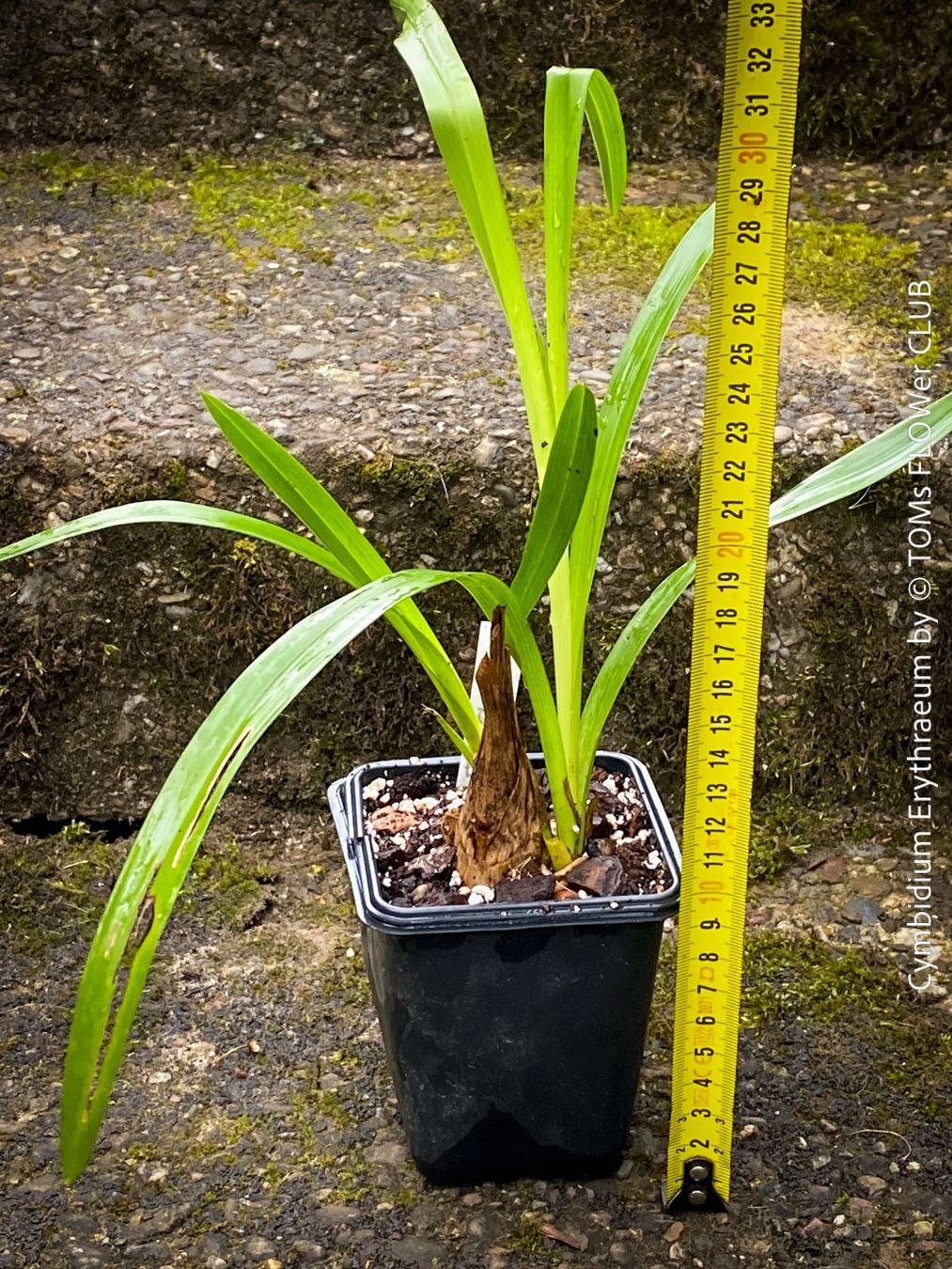 Piante & sementi: Cymbidium Erythraeum - seltene, duftende Orchidee – Nuovo e nell'imballaggio originale da Adliswil venduto da TAKEYOURPLANT 3