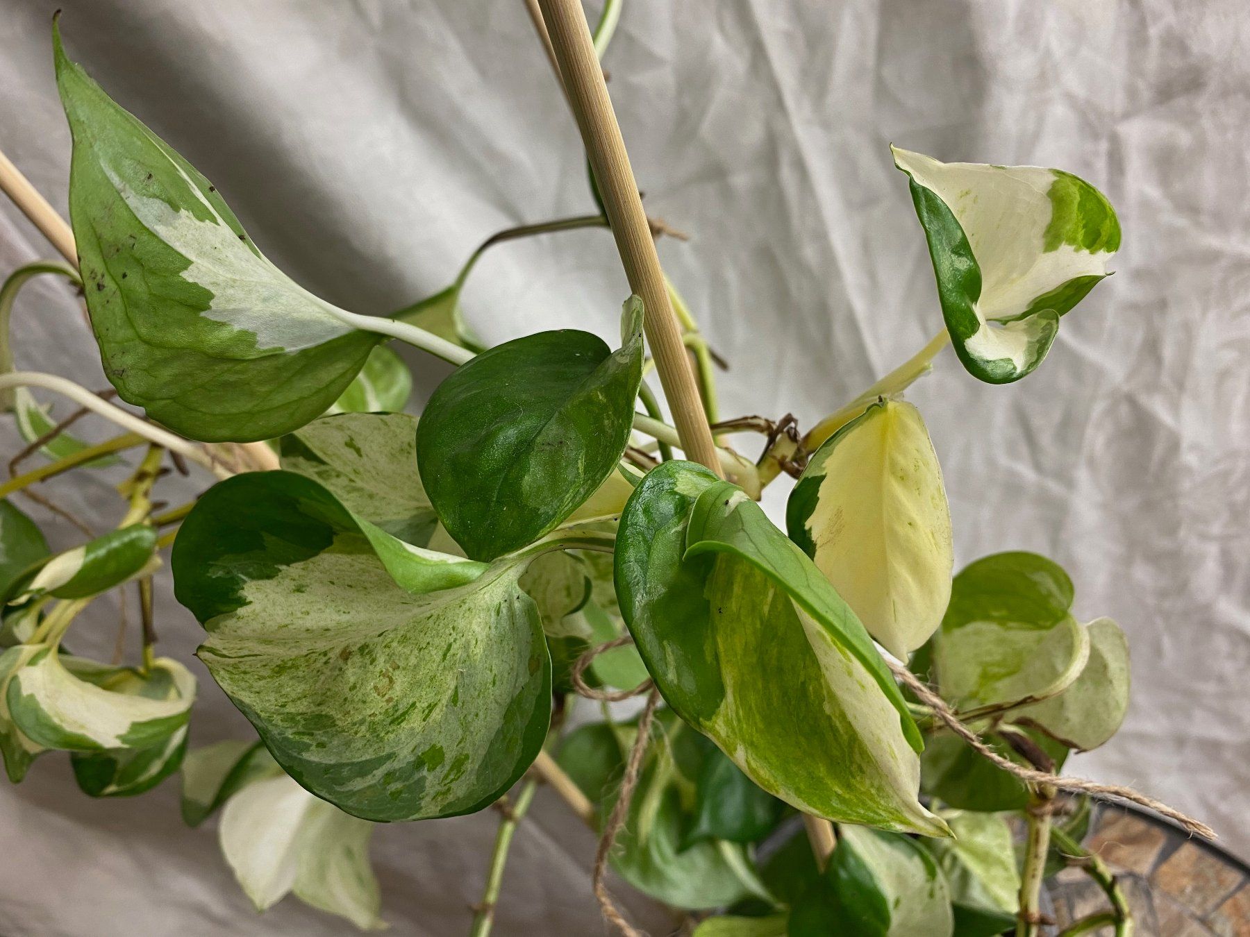 gelbe efeutute Efeutute 'Golden Pothos' online kaufen main image 1