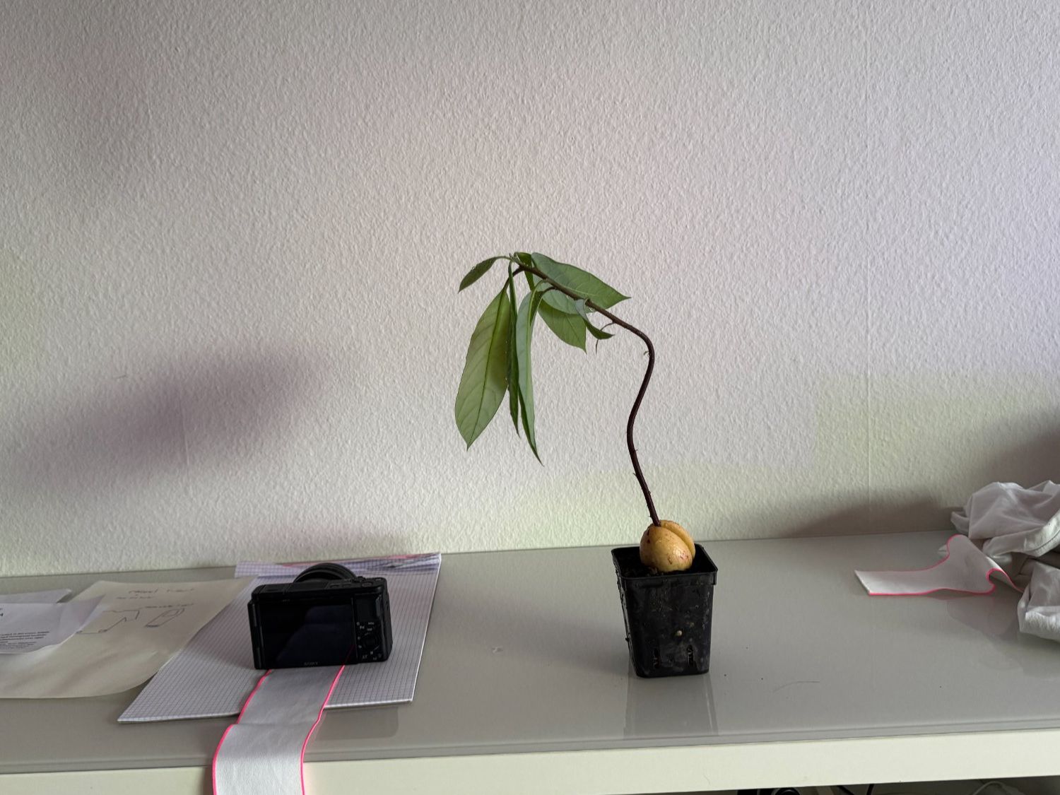 Piante & sementi: Avocado Baum – Usato da Schlieren venduto da Edgar_k 1