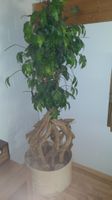 Kunst Baum mit echtem Holz stamm zu verkaufen.  