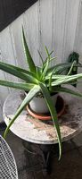 Aloe Vera Pflanze gross, schön gesund