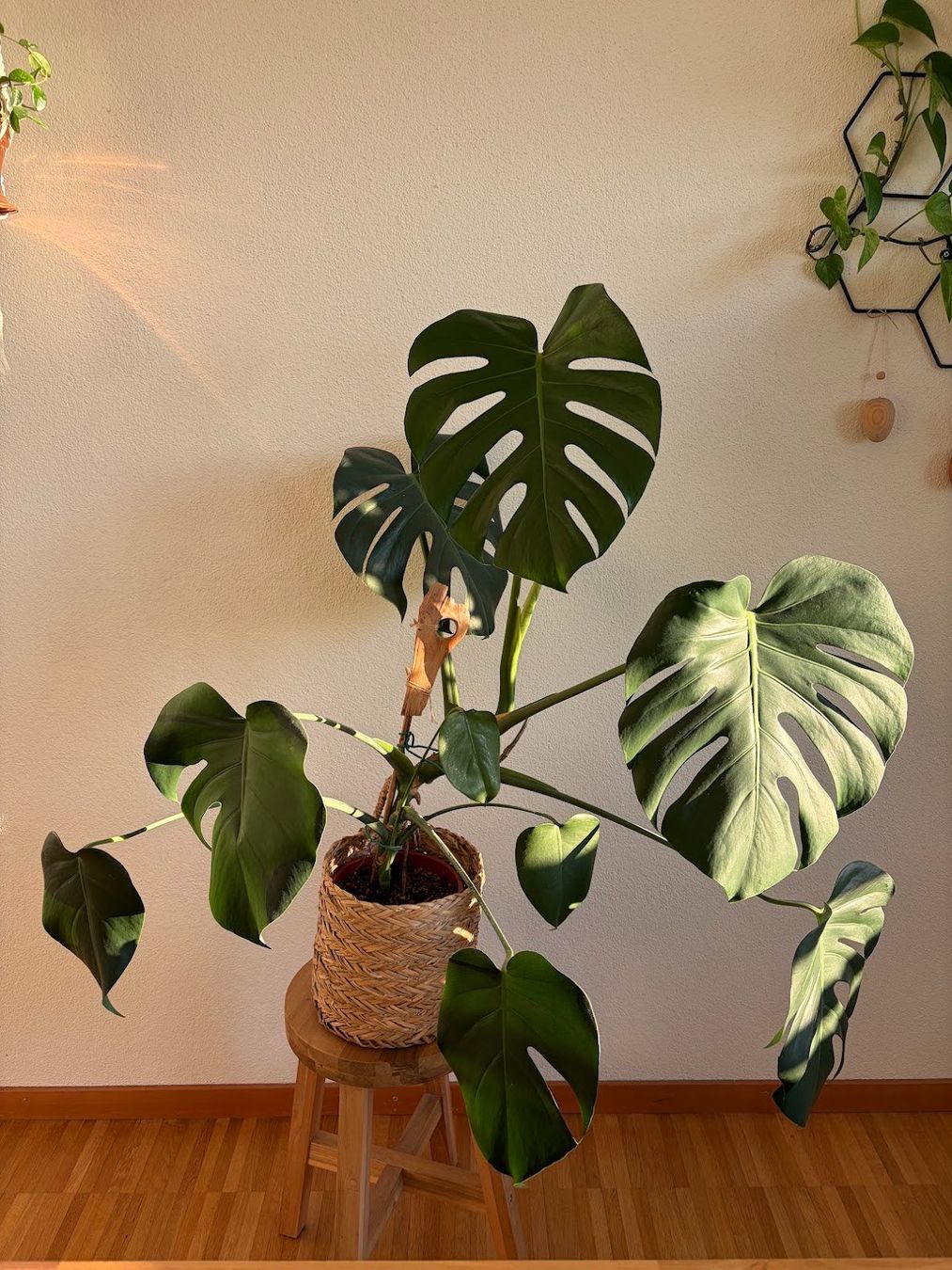 Pflanzen & Samen: Monstera Deliciosa – Gebraucht aus Baar von annasorbian